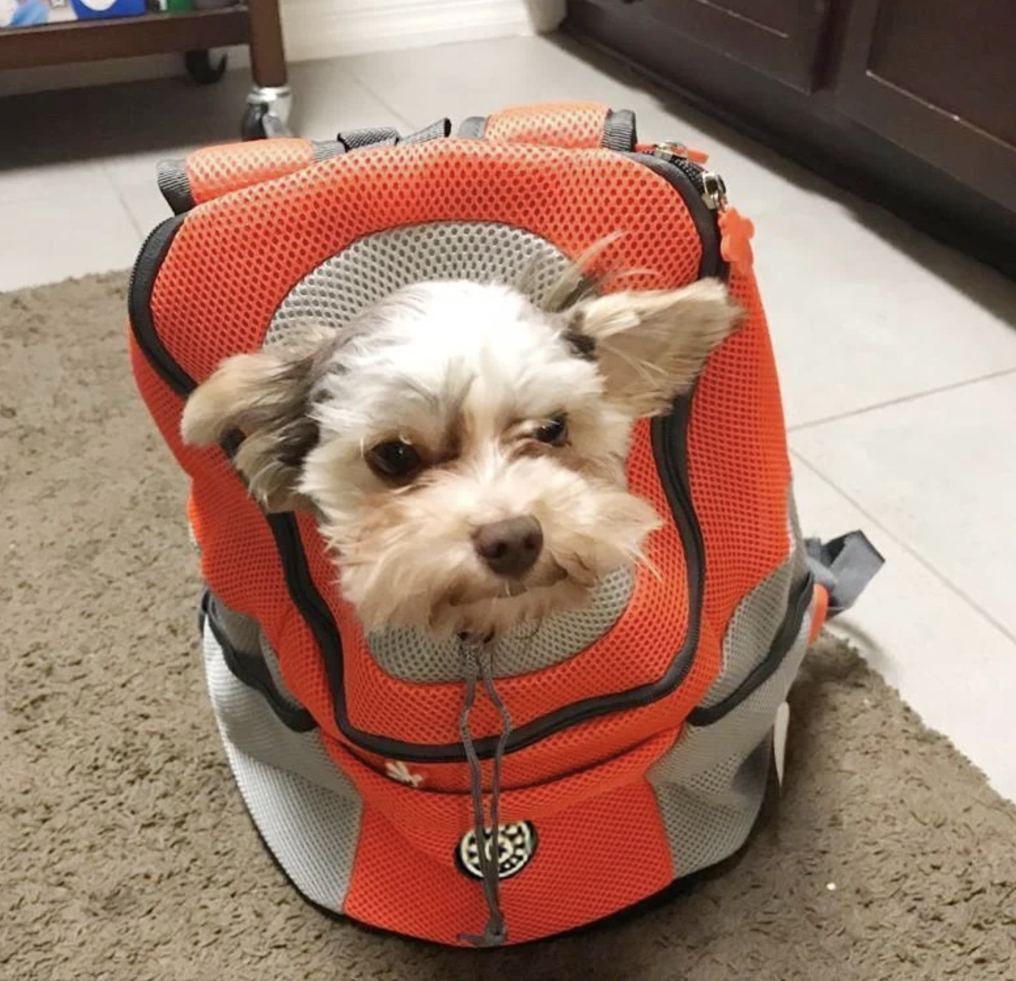 Rucksack für Hunde / Katzen